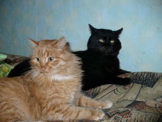 котэ.jpg